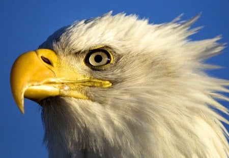 Bald Eagle - large, bird, eagle, bird of prey, bald, beak, feathers