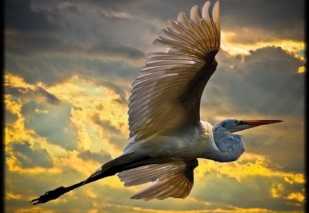 Stork - wings, animal, bird, feathers, stork, tall