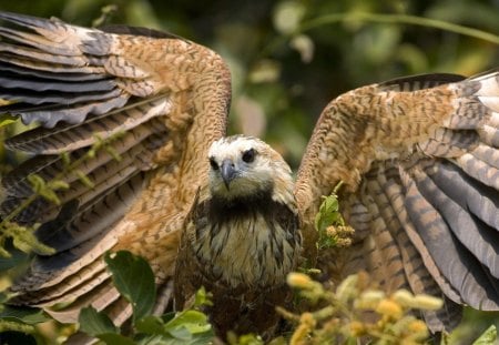 Hawk - wingspan, feathers, wings, bird, hawk, forest, beak, animal, preditor, fly