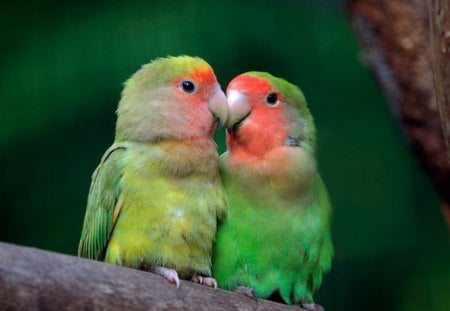 Love Birs - pretty, bird, blush, love, gree, red, wings, feathers, lovebirds