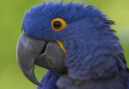 Blue Parrot - bird, yellow, blue, parrot, happy, black, animal, nature, green, beak, feathers