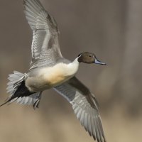 In Flight