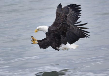 Catching a Fish - hunting, fishing, bald eagle, bald, feathers, wings, bird, eat, eagle, preditor, prey