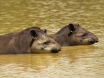 *** TAPIRS ***