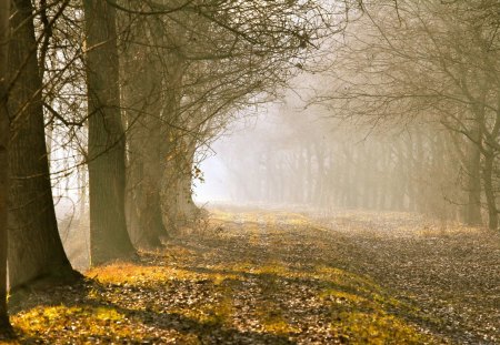 Autumn - tree, forest, road, autumn