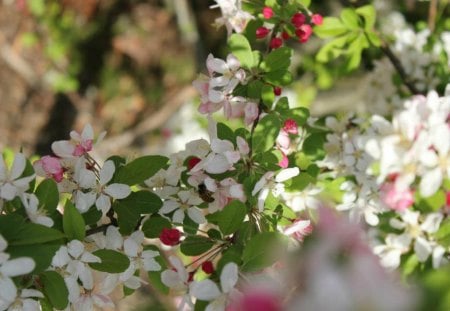 ~Delicate Blossom~ - flowers, blossom, delicate, nature