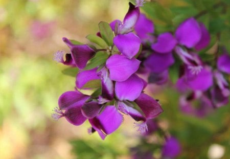 ~Purple Passion~ - flowers, purple, passion, nature