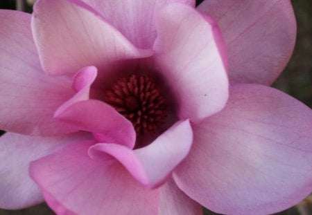 ~Sweet Pink~ - flowers, sweet, pink, nature