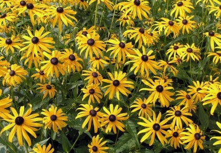 Flowers - flowers, leaf, yellow, fields