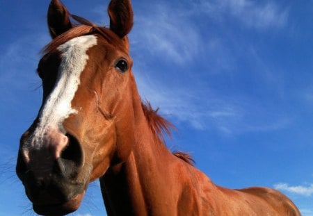 *** HORSE *** - animal, horse, horses, animals