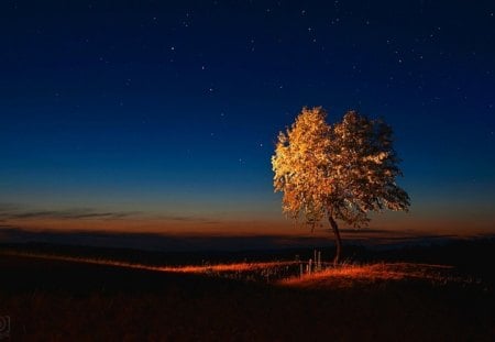 My friend,the tree - stars, landscape, peaceful, night, nature, beautiful, splendor, shinning, tree, colors, color