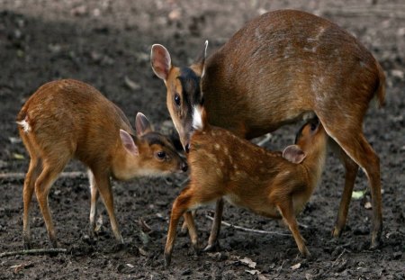 *** Nursing Mother *** - nursing, animal, deer, mother