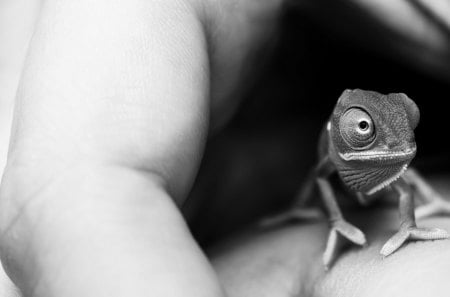 *** Chameleon In Hands *** - hands, animals, reptiles, chameleon