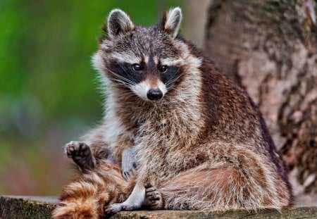 *** Raccoon *** - racoon, animal, animals, wild