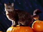 cat on pumpkins