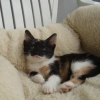 cute kitty