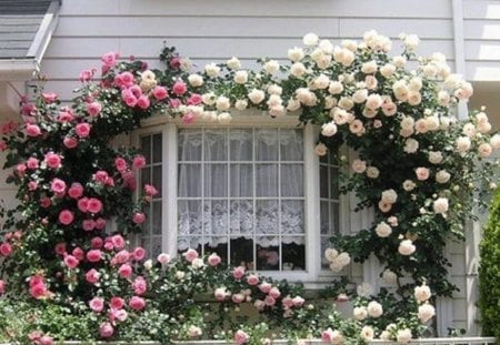 beautiful window - house, window, beautiful, rose arch