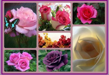 ~~Especially for Friend Rosegirl~~ - collage, roses, flowers, nature