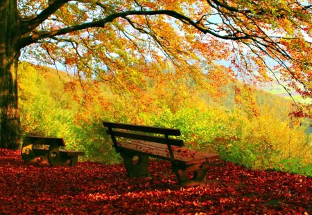 The Beauty of Autumn - pretty, autumn colors, splendor, landscape, benches, view, bench, autumn splendor, sky, trees, beautiful, beauty, colors, lovely, tree, carpet of leaves, colorful, nature, autumn, autumn leaves, mountains, peaceful