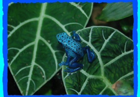 POISON DART FROG - dart, poison, frog, blue