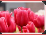 PINK TULIPS