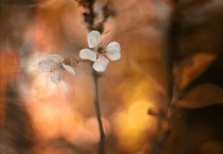 Flower - beauty, lovely, nature, fall, pretty, petals, beautiful, flowers, flower