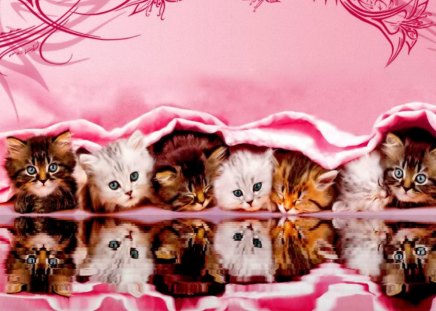 Kittens reflection - pink, reflection, fluffy, kittens, cats, friends, nice, kitties, water, beautiful, photoshop, lovely, sweet, buddies, funny, cute, adorable