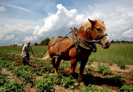 Poland, which is no more ... - plowman, poland, country, plow, horse, sky