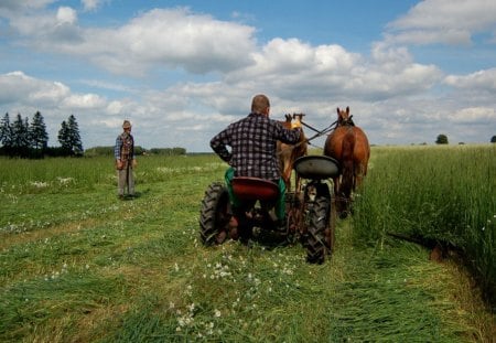 Poland, which is no more ... - horse, hay, ground, man, poland