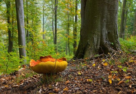 Mushroom - fungus, mushroom, forest, tree, poland