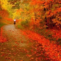 Walking Through Autumn\'s Glory