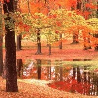 Autumn Trees by Stream