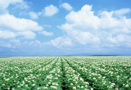 Flower Field - cloud, field, sky, flower