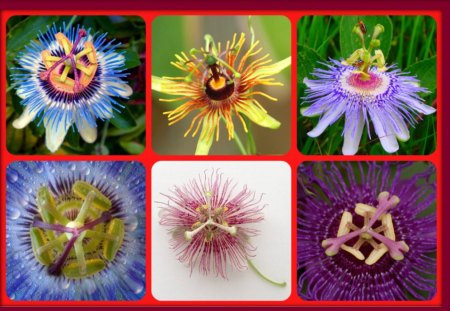 PASSION FLOWERS