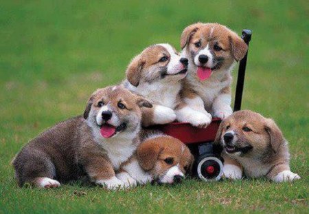 Wagon Full of Happy Pups