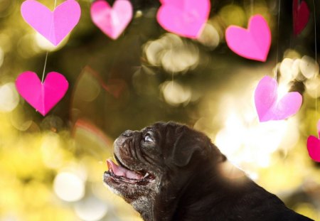 Cute dog - blurred, glare, heart, humor, dog, pet, funny, cute, animals