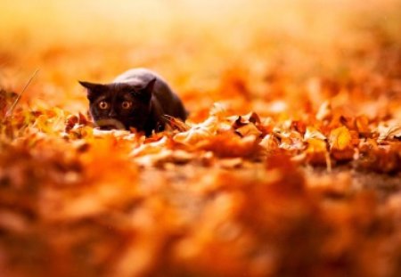 Cat in autumn leaves - humor, leaves, cat, pet, kitten, look, funny, autumn, cute, adorable, nice, animals, kitty