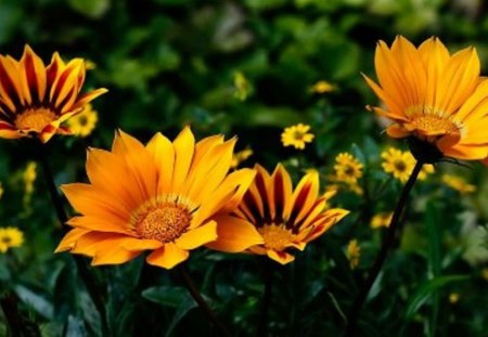 Nature's Wonderful Beauty - bright, orange, flowers, yellow