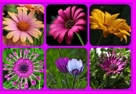 DAISIES - flowers, daisies, framed, pretty