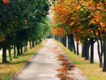 Green and autumn path