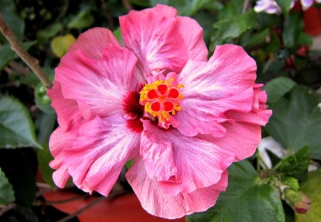 Pink Hibiscus - nature, green, rose, hibiscus, flower, plant, pink