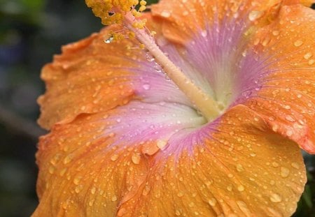 Hibiscus - nature, ginger, hibiscus, orange, flower, plant, pink