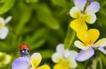 Ladybug on a pansy