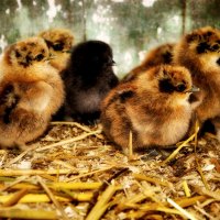 LOVELY CHICKS