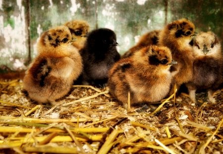 LOVELY CHICKS - chickens, barn, hay, cute