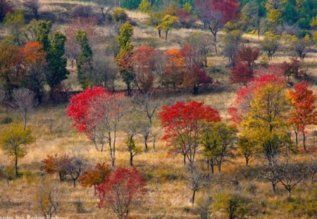 Autumn Beauty - red, forest, photo, season, nice, photography, trees, nature, mountain, colors, autumn, bulgaria