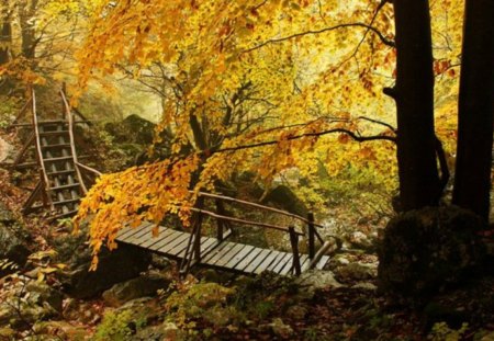 Autumn Walk - trees, wood, beautiful, photop, photography, spring, forest, leaves, mountain, fall, nature, autumn, bulagria, bridge