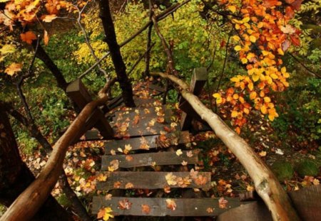 Beautiful Season - forest, fall, beauty, photo, leaves, season, stairs, wooden, photography, trees, nature, mountain, autumn, bulgaria