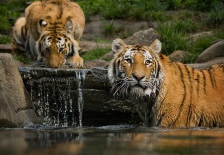 the tiger bathroom - water, tigers, art, wallpaper, the tiger bathroom