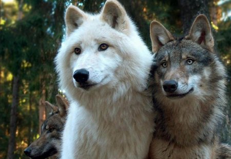 Lovers - wallpaper, lone wolf, arctic, wolf, grey, insnow, grey wolf, wild animal black, friendship, winter, pack, the pack, canis lupus, dog, snow, wolfrunning, black, beautiful, abstract, timber, white, wolves, solitude, wolf pack, howling, nature, mythical, wolf wallpaper, spirit, howl, canine, lobo, majestic